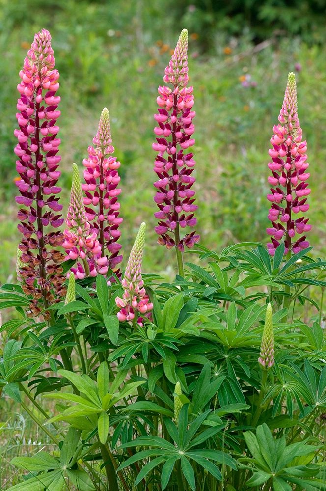 Canada-Ontario-Killarney District Lupines blossoms close-up art print by Jaynes Gallery for $57.95 CAD